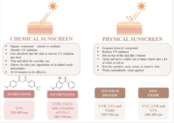 Infographic comparing chemical and physical sunscreens. The left section describes chemical sunscreens, including how they absorb UV radiation and contain compounds like avobenzone and oxybenzone. The right section describes physical sunscreens, noting their reflective properties and ingredients like titanium dioxide and zinc oxide.