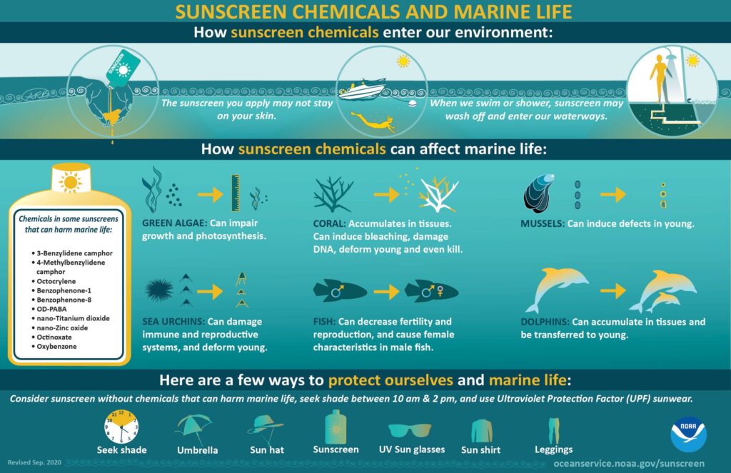 Infographic explaining how sunscreen chemicals enter the environment and affect marine life. It shows how sunscreen washes off from skin and enters waterways, listing harmful chemicals and their effects on green algae, coral, mussels, sea urchins, fish, and dolphins. It also suggests ways to protect oneself and marine life, such as using shade, umbrellas, hats, and sun-safe clothing.